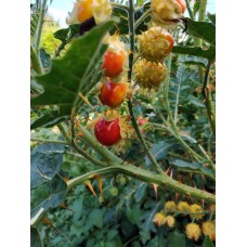Organic Lychee-Tomato